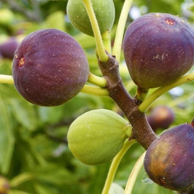 Diana Fig (ડાયના અંજિર)